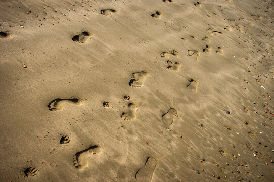 What Does A Dog Footprint Look Like what-does-a-dog-footprint-look-like