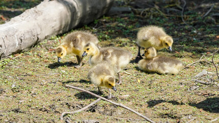 Cute Fluffy Canada goose babies with parents by the lake