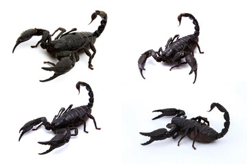 Emperor Scorpion, Scorpion collection in on white background