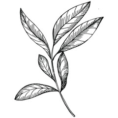Summer food engraved style retro. Peach sketch vector isolated. Hand drawn illustration fruit. Detailed vintage vegetarian sketch. Great for your design  logo, emblem, label, poster, print, menu