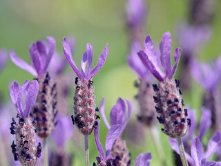 ラベンダーの花畑