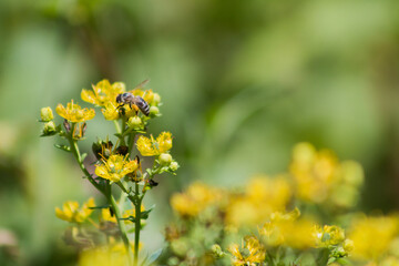 Una abeja polinizando sobre una flor de color amarillo