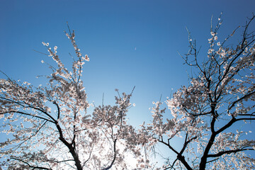 Low angle shot of cherry blossom sakura trees isolated against bright sky perspective with flower petals in spring in Kanagawa in Japan.