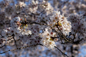 Low angle shot of cherry blossom sakura trees isolated against bright sky perspective with flower petals in spring in Kanagawa in Japan.