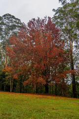 Autumn tree surrounded by ever greens