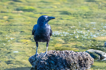 Crow on a rock looking for food