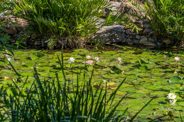 Lilly pond with lillies in bloom