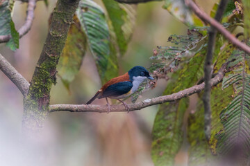 Black-headed shrike-babbler (Pteruthius rufiventer) at Mishmi hills, Roing, Arunachal Pradesh, India