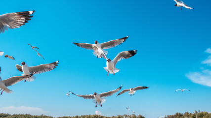 A group of seagulls floating in the sky
