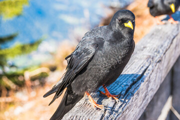 View of a crow standing on a bench close to Kehlsteinhaus (Eagle's Nest) - Berchtesgaden, Germany