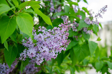 Naklejka na ściany i meble Lovely flowers of blooming purple lilac in the sun