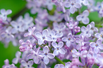 Lovely flowers of blooming purple lilac in the sun