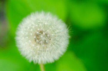 White dandelion close-up on green grass blurred background