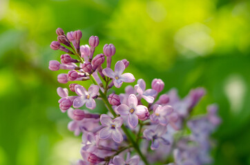 Lovely flowers of blooming purple lilac in the sun