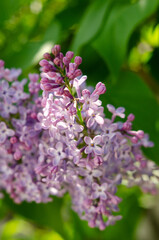 Fototapeta na wymiar Lovely flowers of blooming purple lilac in the sun