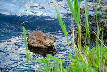 Animal otter swims and eats in the water
