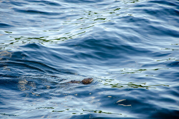 Animal otter swims and eats in the water