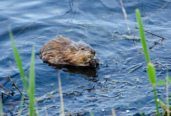 Animal otter swims and eats in the water