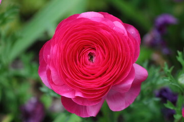 Beautiful Flowers at the Botanical Garden