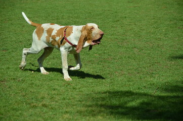 Naklejka na ściany i meble dog running in the park