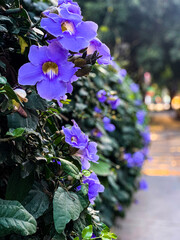 FLOR Del Valle