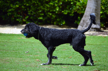 Black poodle