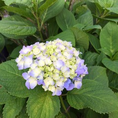 咲いたばかりの紫陽花、薄紫色の紫陽花、グラデーションのあるアジサイ