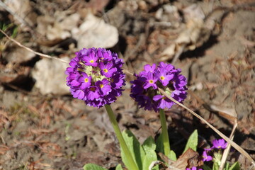 Purple In The Garden, U of A Botanic Gardens, Devon, Alberta