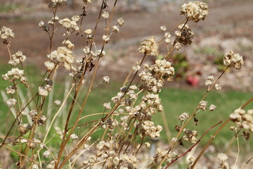 Old Seeds From Yesteryear, U of A Botanic Gardens, Devon, Alberta