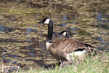 Geese On The Edge, U of A Botanic Gardens, Devon, Alberta