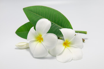 white frangipani flower on green leaf