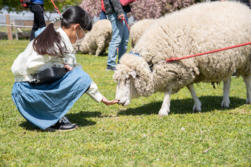 羊の散歩を体験する子供