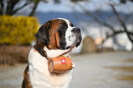 Rescue dog, Saint Bernard with barrel