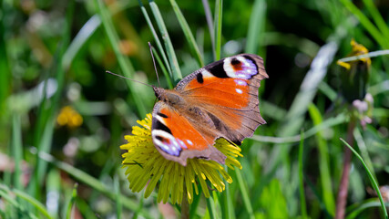 Monarch Butterfly And Wild Flowers