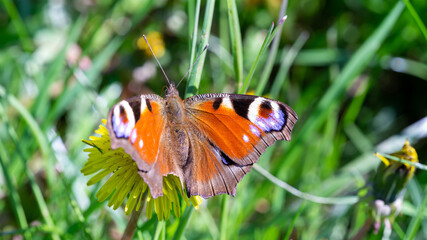 Monarch Butterfly And Wild Flowers