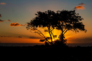 Fototapeta na wymiar sunset behind the tree. 