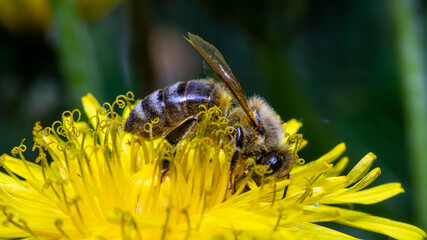 Hoverfly Marmolada (Episyrphus balteatus)
