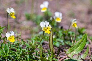 Wild pansies in the forest