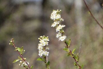 Dogwood In Bloom, U of A Botanic Gardens, Devon, Alberta