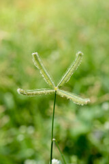 Yellow flowers, white grass flowers close-up macro with soft focus on a meadow in nature. Yellow flower, white grass flowers on blurred background nature.