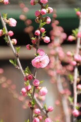 Beauty Of Spring, U of A Botanic Gardens, Devon, Alberta
