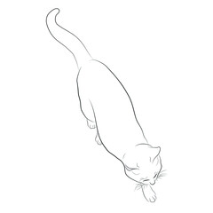 Vector illustration. Sketch of a domestic kitten.EPS 8