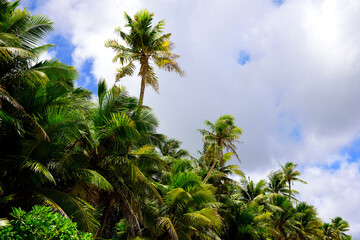 Fototapeta na wymiar Thick grove of coconut trees with sky and clouds, in the Marianas islands of Micronesia