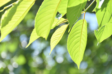 Fototapeta na wymiar さわやかな新緑 桜の葉 