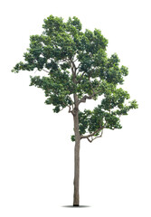 Isolated green tree on white background, Trees isolated on white background, tropical trees isolated used for design, advertising and architecture.