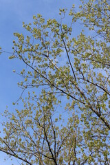 branches against blue sky