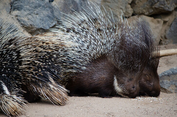African Crested Porcupines, Hystrix cristata in zoo