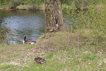 country goose in the pond