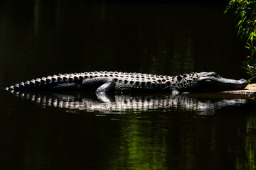 An American alligator sunning in a low country swamp in the low country of South Carolina, USA.