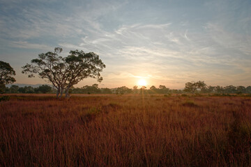 Fototapeta na wymiar A natural landscape reminiscent of the African savannah in Ko Phra Thong, Thailand.